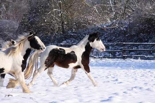 在雪中的舞馬