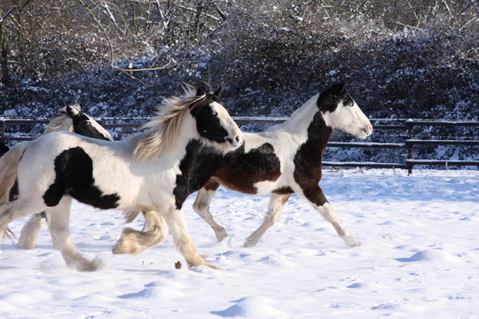 在雪中的舞馬