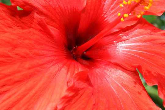 芙蓉花
