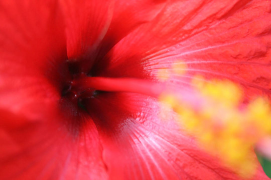 木槿花