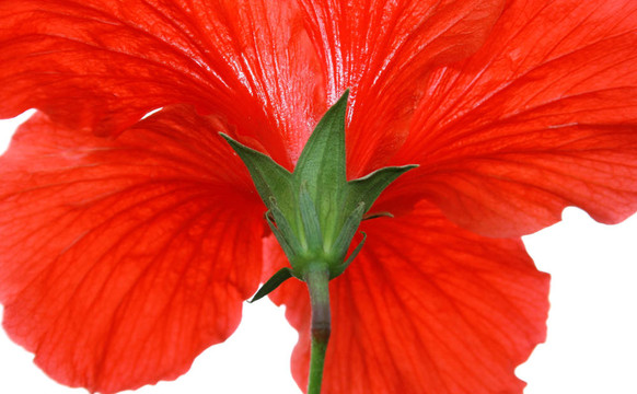 木槿花