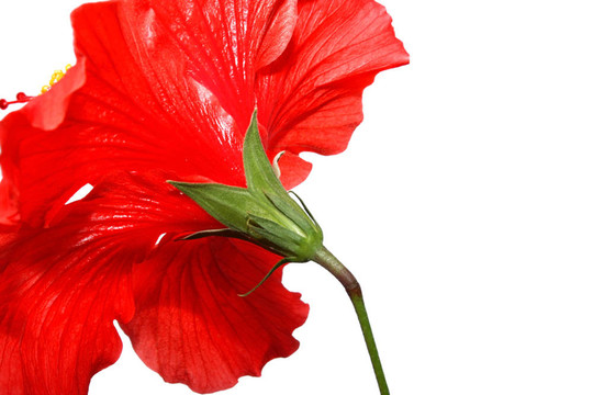 木槿花