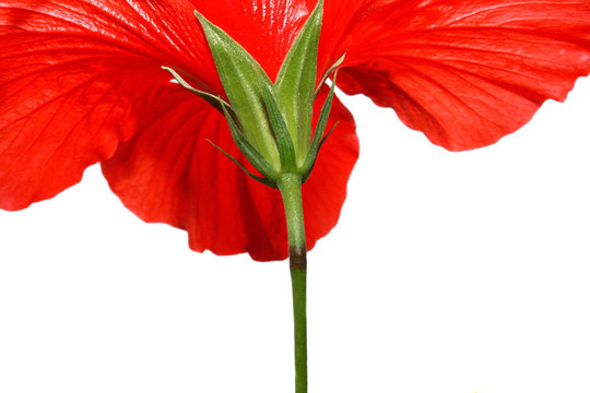 木槿花