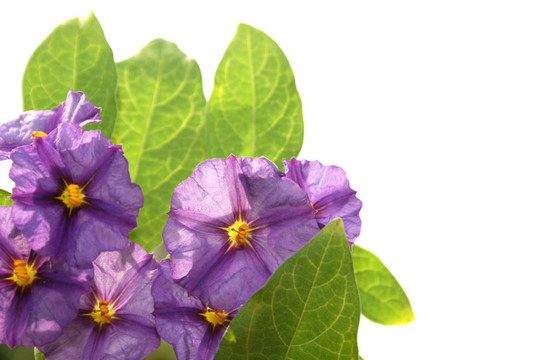 花