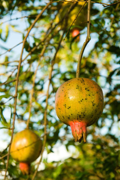 pomegranade