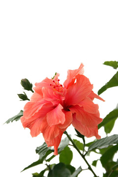 木槿