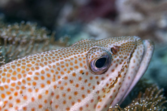 魚特寫