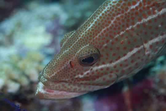 石斑魚