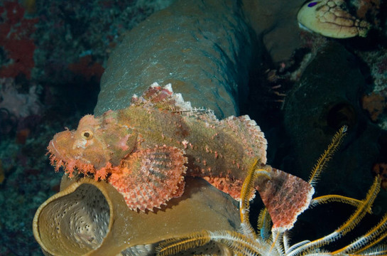 石頭魚