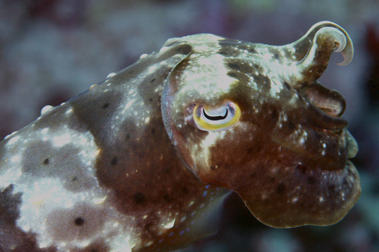 墨魚(yú)