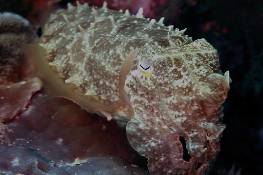 墨魚(yú)