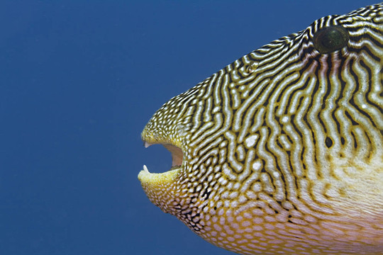 河豚魚