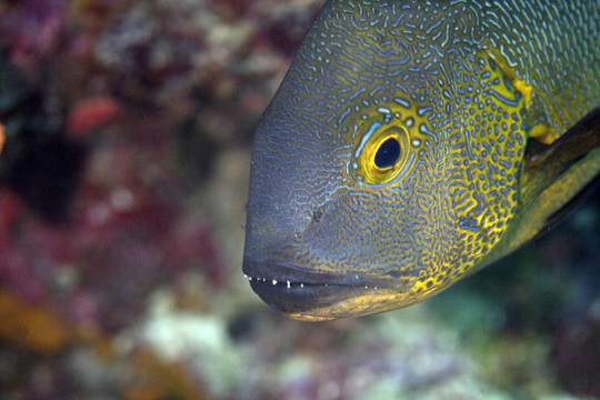 石斑魚