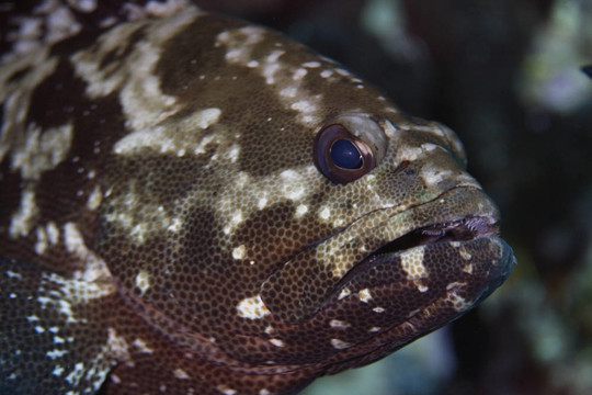 石斑魚