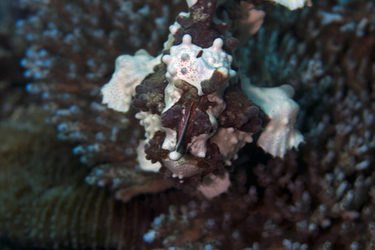 蛙魚