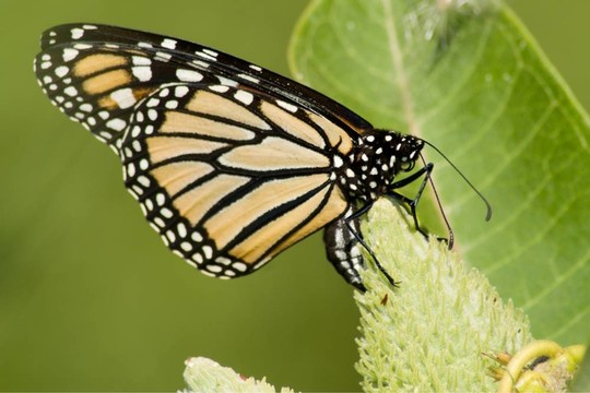 總督蝶（Limenitis archippus）