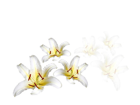 白色的百合花