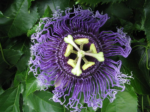 passionsblume麻省理工學(xué)院，
