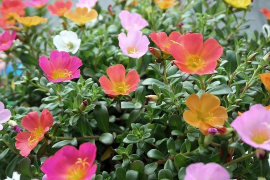 花