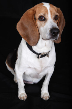 坐犬（Beagle）