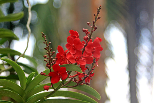 Vanda；蘭