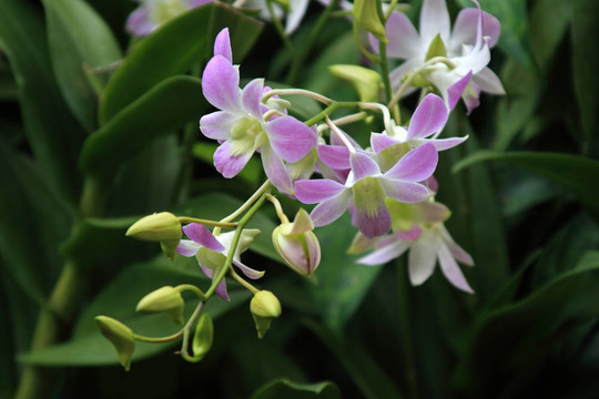 Vanda；蘭