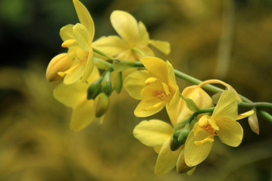 Vanda；蘭