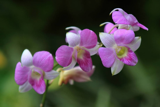 Vanda；蘭