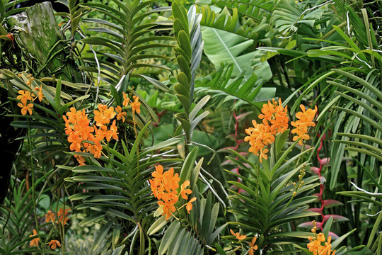 新加坡植物園