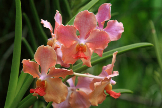 Vanda；蘭