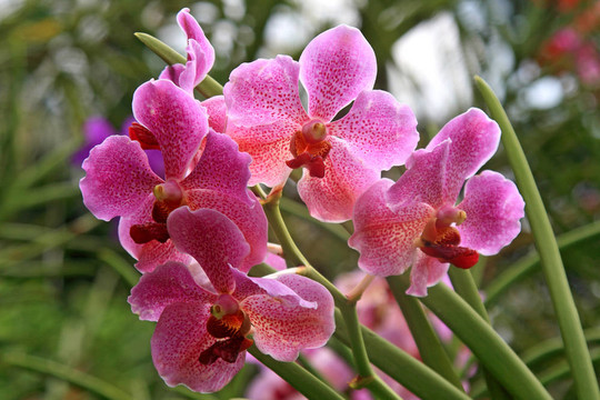 Vanda；蘭