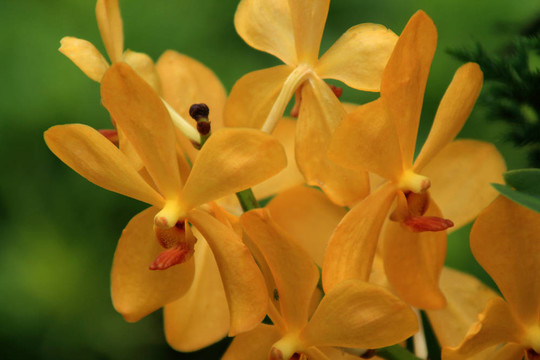 Vanda；蘭