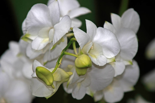 Vanda；蘭