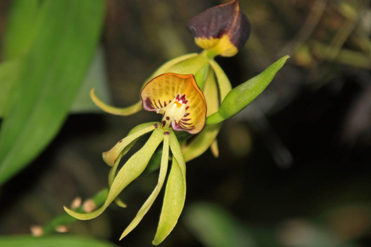 Vanda；蘭