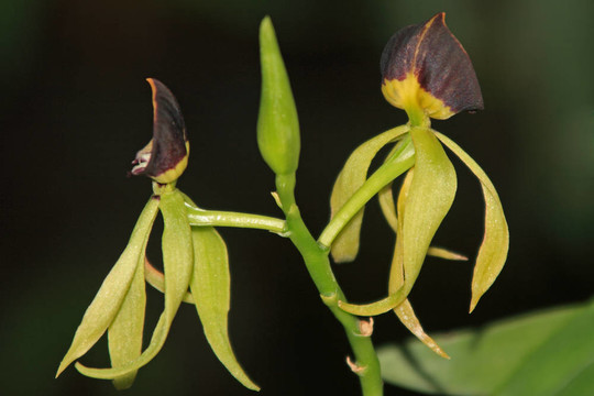 Vanda；蘭