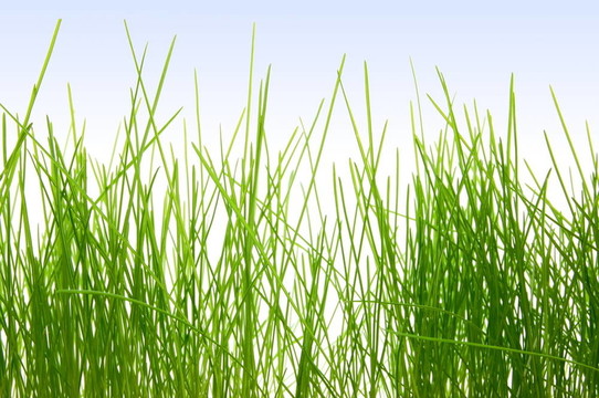 草