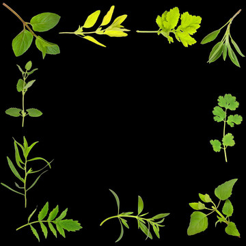 草本植物，葉緣