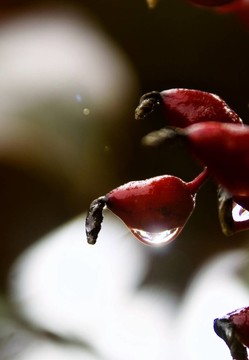 雨停后留下的水滴