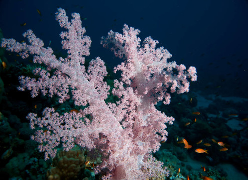 softcoral