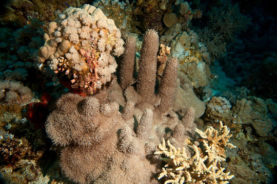softcoral