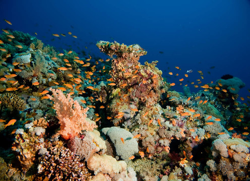 珊瑚和魚