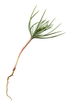 松樹(shù)發(fā)芽
