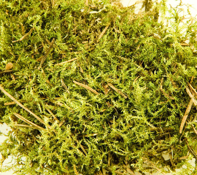 苔蘚