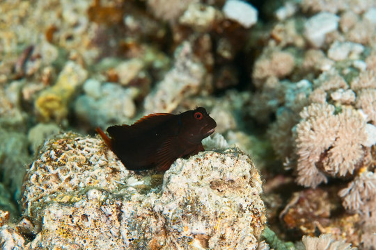 板栗粘魚