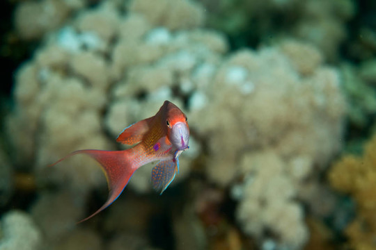 lyretail anthias
