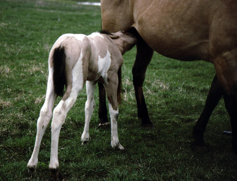 Horse Colt g-2256