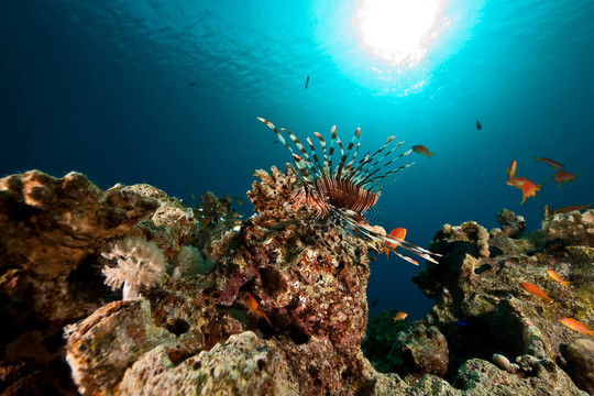 珊瑚和魚