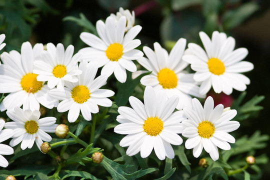 margerite；Leucanthemum