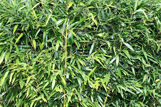竹網(wǎng)水平