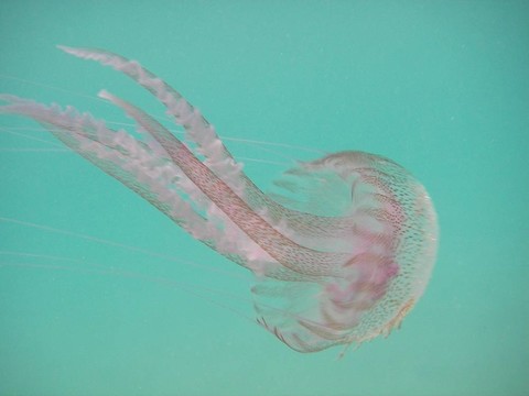 水母